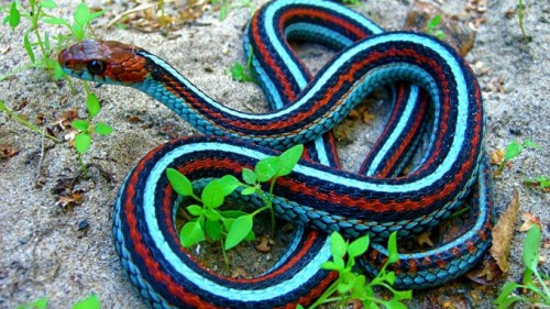 serpiente-jarretera-de-california-678x381.jpg